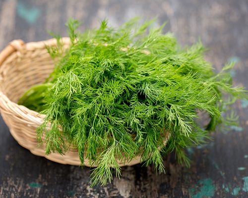 Ein Büschel Dill in einem Weidekorb