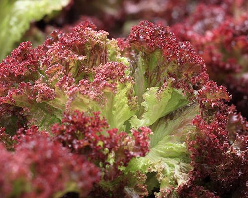 Eine Darstellung von Lollo Rosso mit typischem Farbverlauf