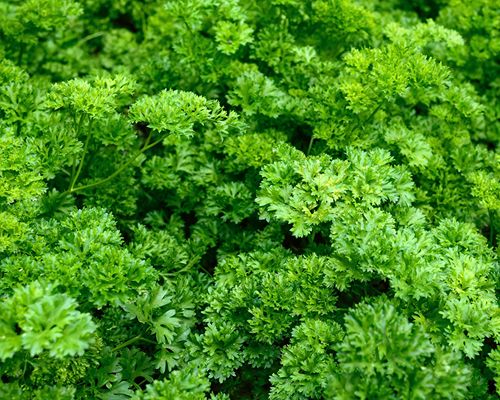 Darstellung eines Petersiliestrauses