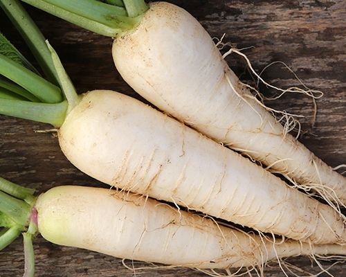 Drei Weiße Rettiche auf einer Arbeitsplatte