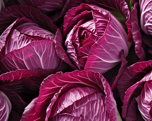 Bild mehrere Radicchio Köpfe mit der markant Lilanen Farbe 