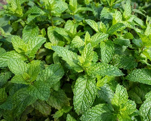 Darstellung von Pfefferminzplanze