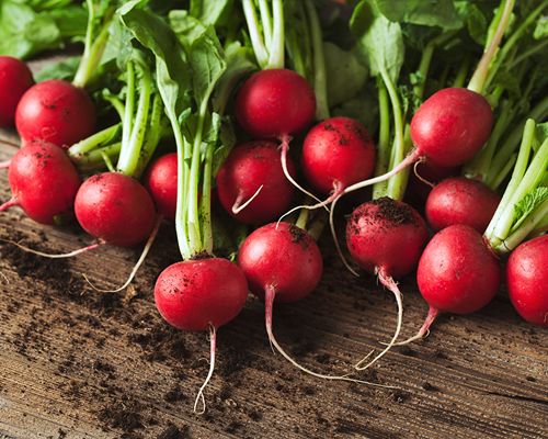 Mehrere Radieschen samt Strauchteil