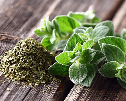 Oregano in getrockter Form und ein Büschel der Pflanze