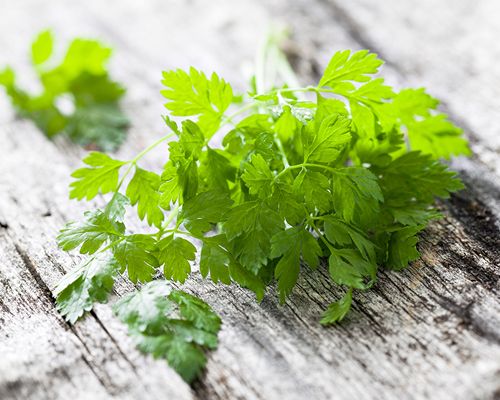 Ein Büschel Kerbel auf einer Arbeitsplatte